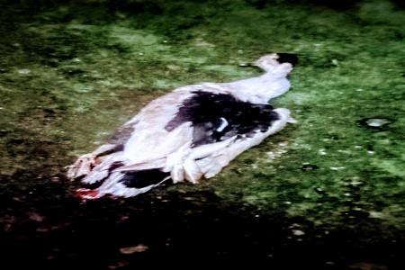 ENTOK BANTUAN BANYAK YANG MATIWARGA GIGIT JARI