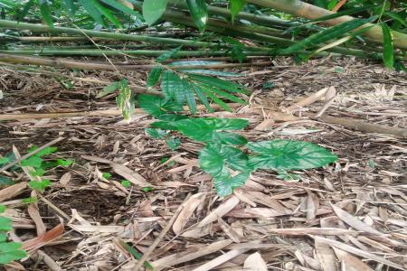 Misteri Hilangnya Petilasan Kyai Geseng di desa Muntang