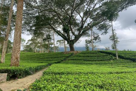 Agro Wisata Tambi Masuk 60 Besar Wonde